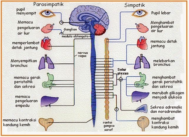 Gambar 4 saraf simpatik dan parasimpatik