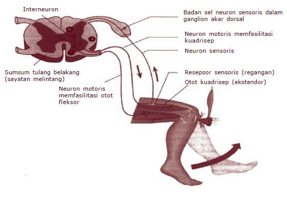 Gambar 3 gerak reflek